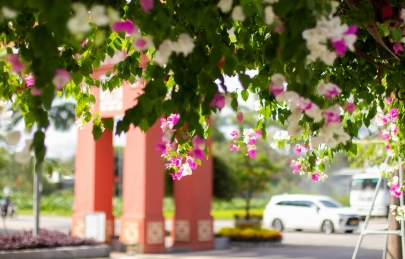 Hoa giấy chạm ngõ Ecogarden